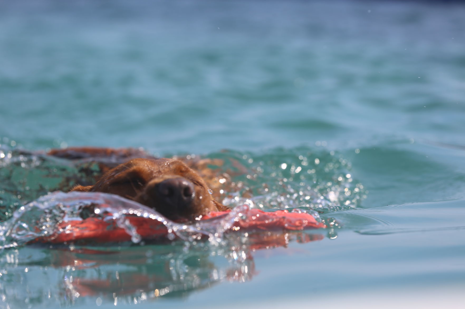090919_gal_dockdogsWW (49)